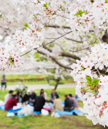 春爛漫。敷地内に咲き誇る桜 お花見会