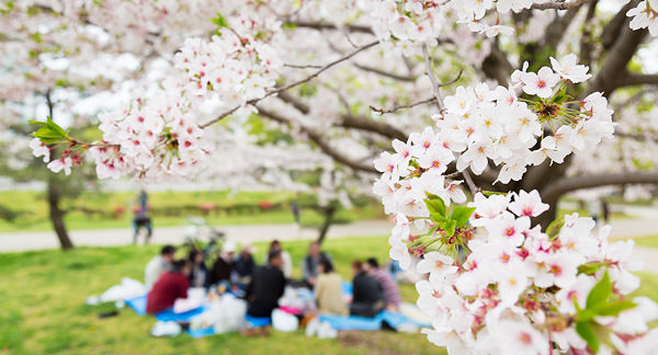 春爛漫。敷地内に咲き誇る桜 お花見会